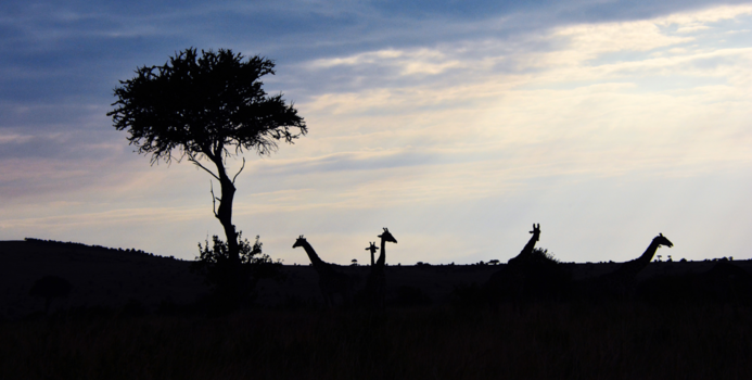 Kenia - de horizon van masai mara resort