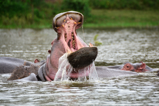 Kenia - een excursie/boottochtje op lake Navasha ... was 1 van onze hoogtepunten