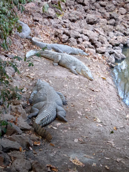 Gambia - krokodillenpark