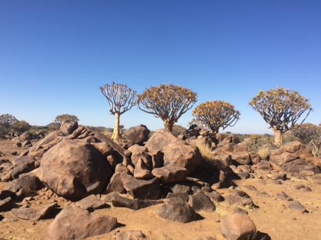 Namibië - Keetmanshoop quiver trees