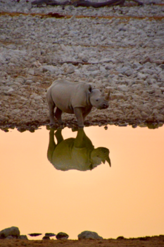 Etosha National Park - Spiegelbeeld vertel eens even....🎶