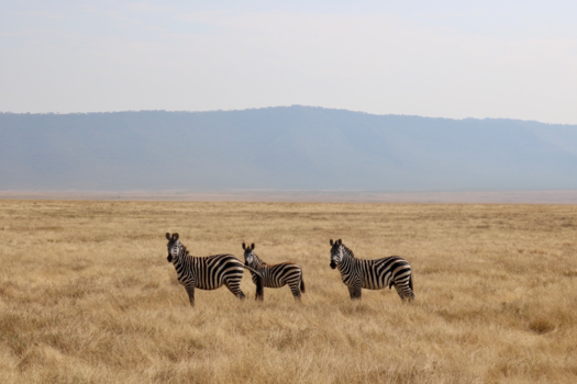 Tanzania - Zebra’s in Ngorogoro Crater
