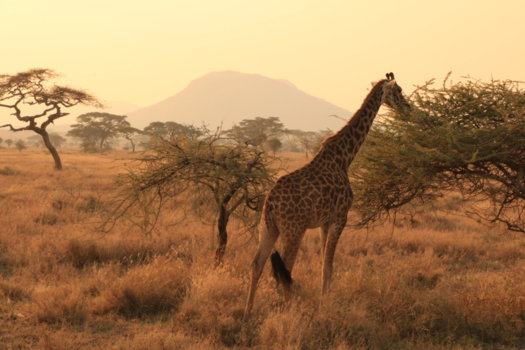 Tanzania - Giraf in de vroege morgen op de Serengeti