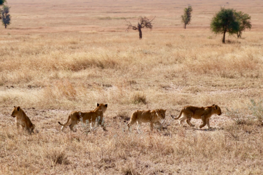 Tanzania - Vier leeuwenwelpjes op de Serengeti