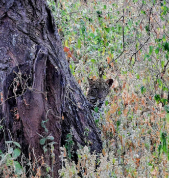 Tanzania - Verstopt luipaard in Lake Manyara National Park