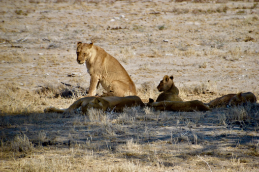 Etosha National Park