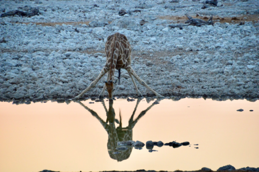Etosha National Park