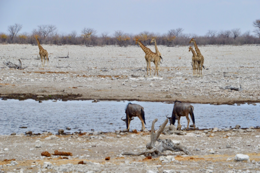 Etosha National Park