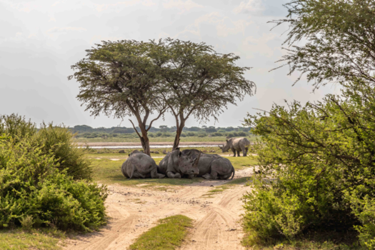 Botswana - Alle Rhino's verzamelen