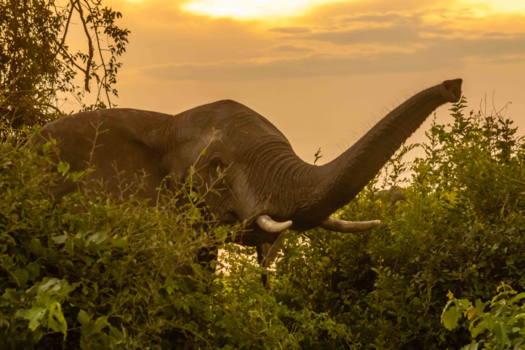 Chobe National Park - Die braai ruikt geweldig.