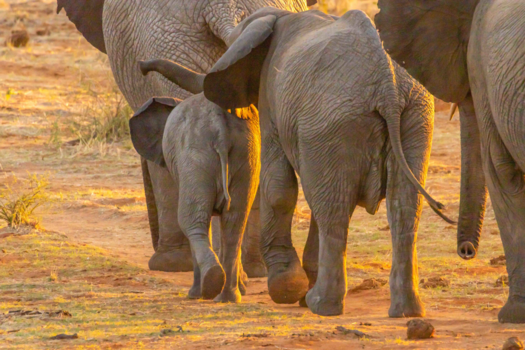 Etosha National Park - En de olifant stapt door.