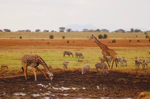 Kenia - Prachtig Kenia!