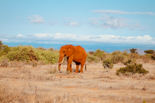Kenia