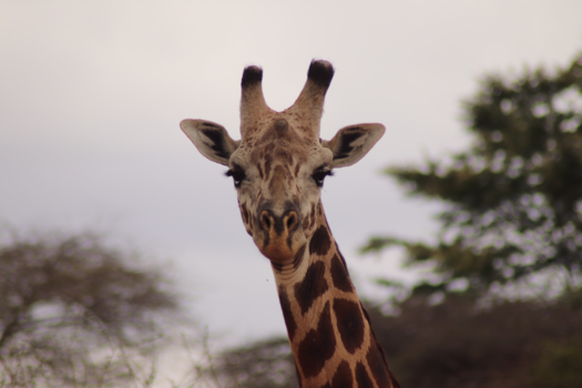 Kenia