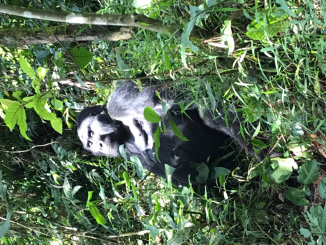 Bwindi Impenetrable National Park - In the sun by Silverback