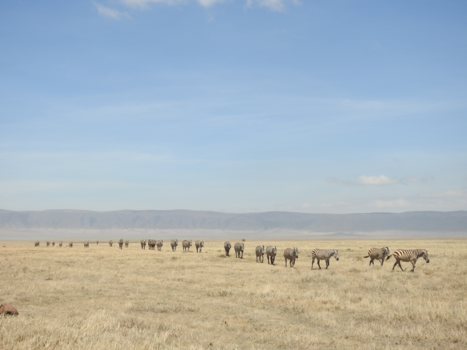 Ngorongoro krater - Ngorongoro
