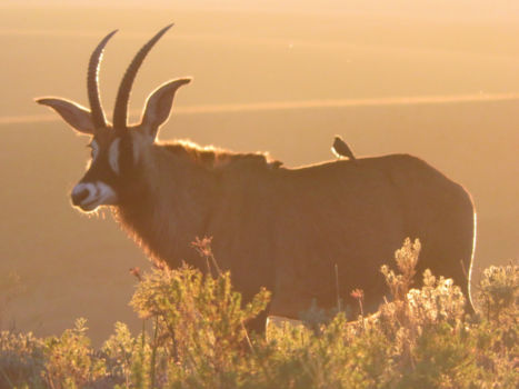 South Luangwa National Park - bijzondere zonsondergang met gemsbok