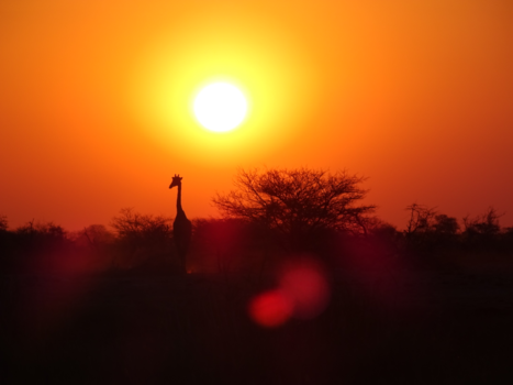 Etosha National Park - African sunset