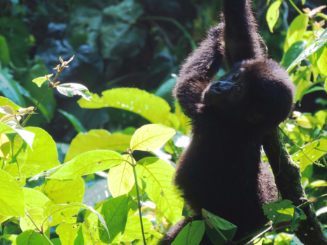 Bwindi Impenetrable National Park - Kijk! Ik kan al heel hoog klimmen!