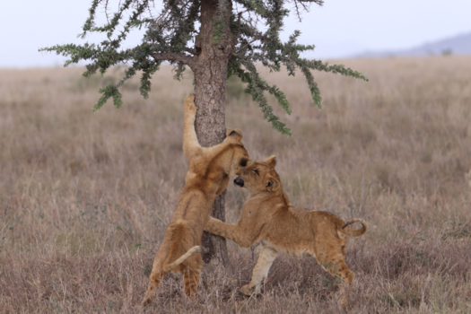 Tanzania - Spelende welpen