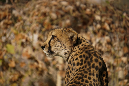 Namibië - Camouflage Cheetah