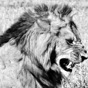 Rondreis Kenia - Natuurlijk spel