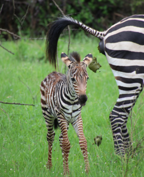 Lake Mburo National Park - Oeps, het verkeerde moment!