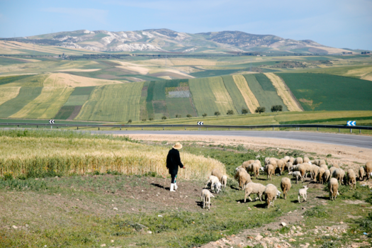 Marokko - schaapsherder