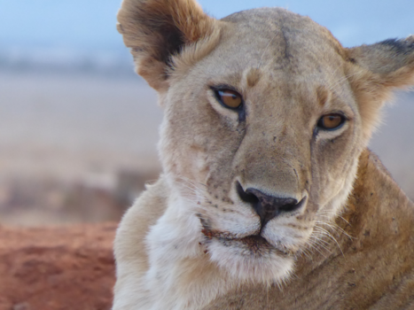 Kenia - Tsavo Lion