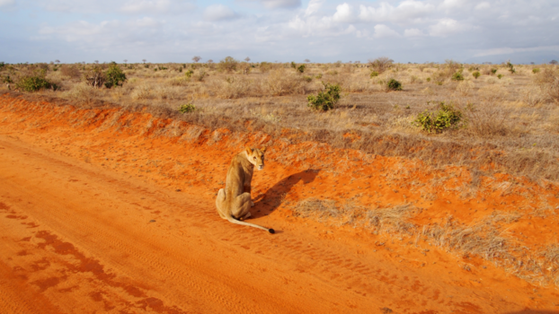 Kenia - Wat een ervaring, jagende leeuwin bekeek ons ook even