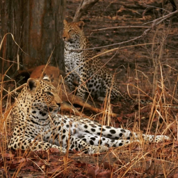 South Luangwa National Park - Leeuwen- en luipaarden