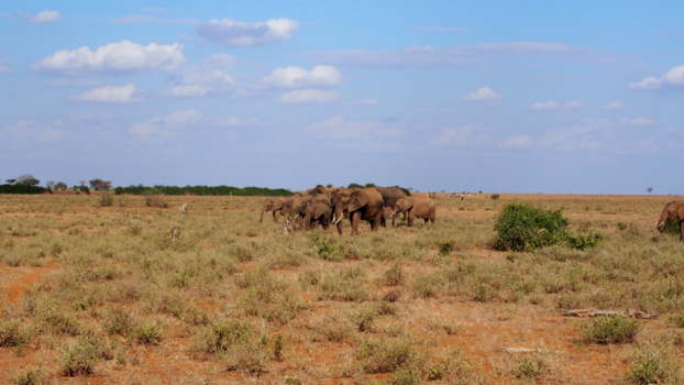 Kenia - Just chilling elephants