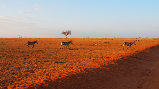 Kenia - Geniet van het uitzicht en de zebras