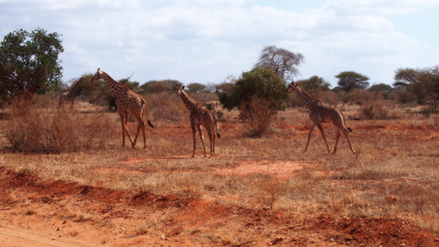 Kenia - Ze waren een beetje bang en renden weg, de kleine keek nog even achterom uit nieuwsgierigheid