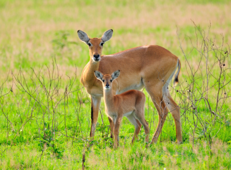 Oeganda - Een nieuwsgierige moeder met jong ❤️