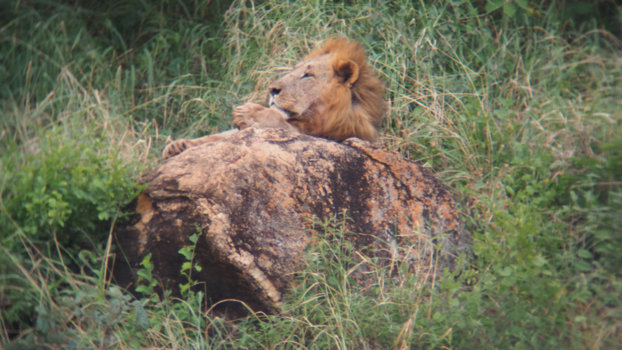Kenia - King of the jungle