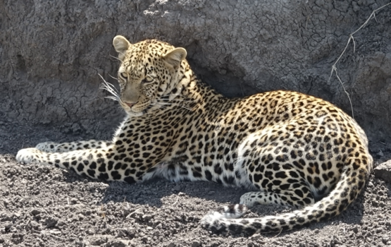 Serengeti National Park - Tanzania (serengeti park) neovember 2019