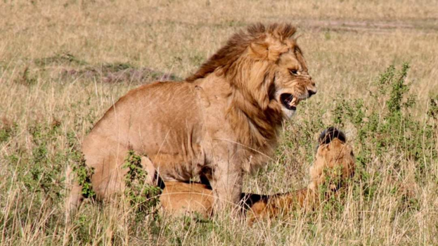 Masai Mara - Natuurlijk spel