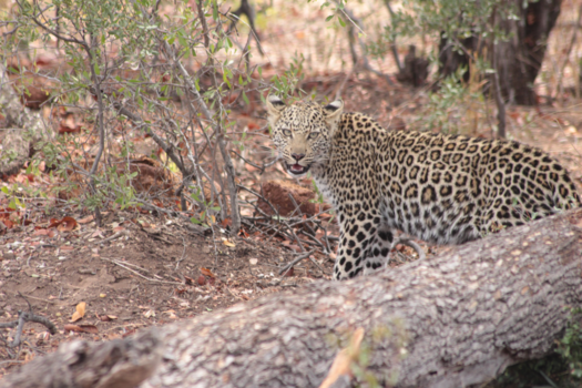Botswana - Luipaard in Limpopo