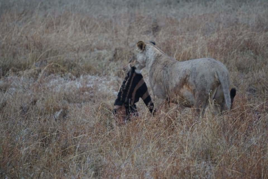 Amboseli National Park - Honger