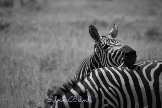 Kenia - Oneindige strepen