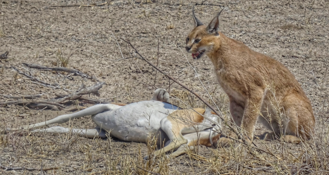 Namibië - Lynx had nu voorrang met fatale gevolgen