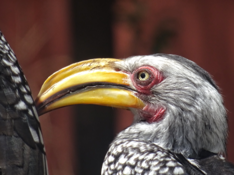 Namibië - Grey hornbill