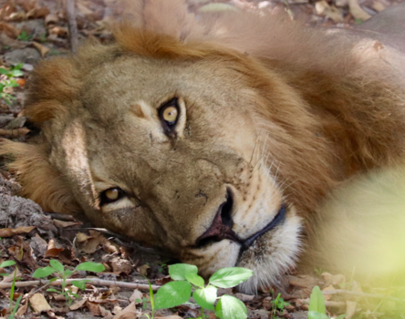 Tanzania - Lion encounter