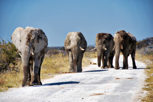 Etosha National Park - Vier op een rij