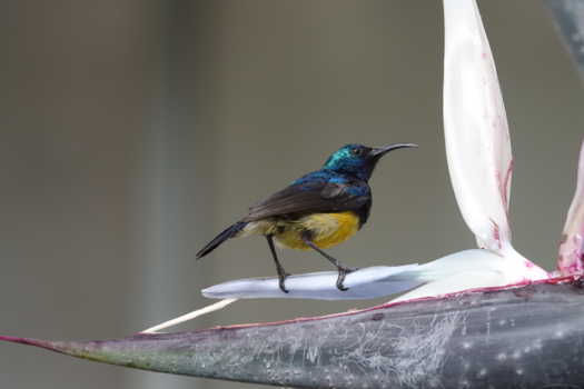 Masai Mara - Kenia, Nairobi in de tuin van hetSarova Panafric  hotel