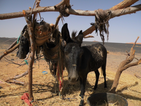 Marokko - Bedoeïnenezel bij Merzouga