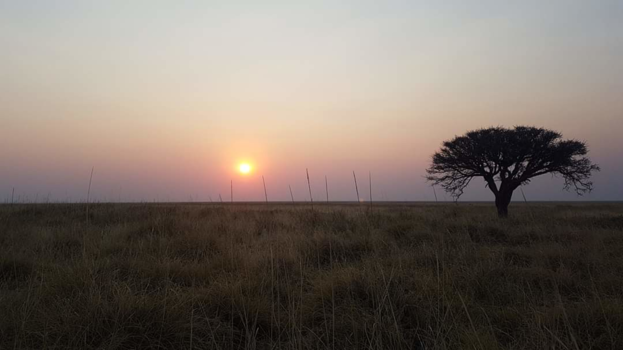 Makgadikgadi Pan - Een eenzame boom