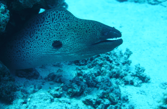 Egypte - rode zee reuze murene