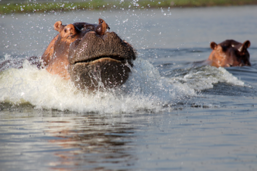 Oeganda - Poging tot aanvallen door een nijlpaard